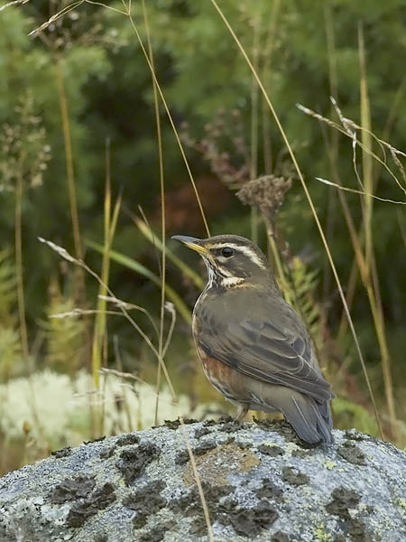 Punakylkirastas, Redwing, Turdus iliacus